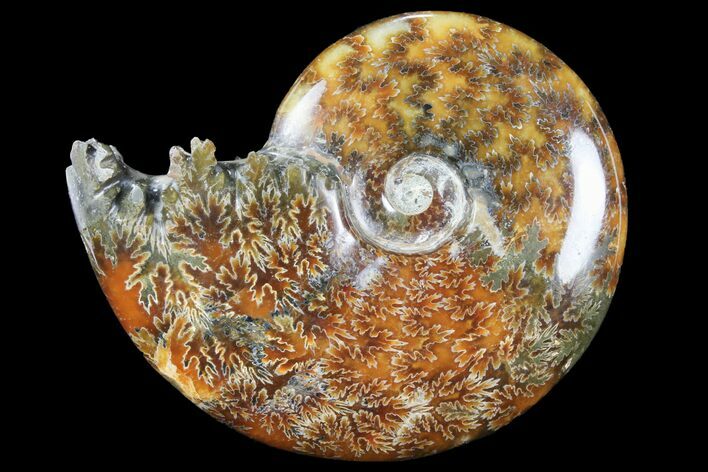 Polished, Agatized Ammonite (Cleoniceras) - Madagascar #94252